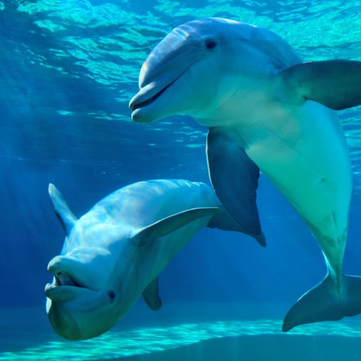 Bottlenose dolphins off the Saadiyat coast