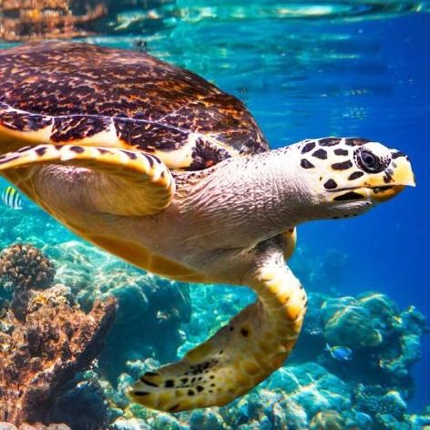 Hawksbill turtle in the sea off Saadiyat